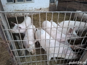 Porci pt masa  de Crăciun 