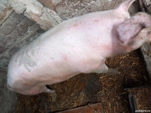 purcei de vinzare - imagine 2