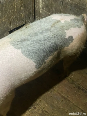 scroafa de vanzare 120 kg 