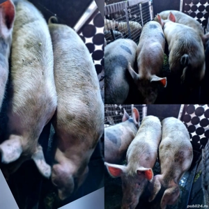 Grăsuni de vânzare! - imagine 2