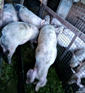 Grăsuni de vânzare!