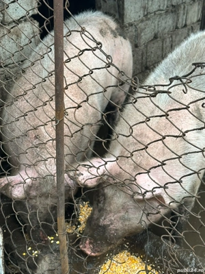 Purcea și Porc castrat