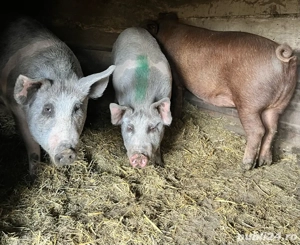 Vand porci  - imagine 3