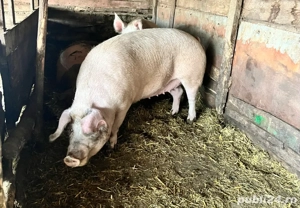 Vand porci  - imagine 2