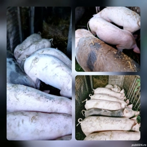 Grăsuni de vânzare! - imagine 3