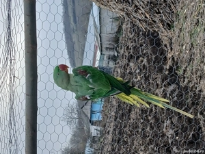 Marele Alexander fetită