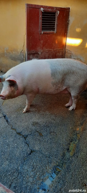 Vând porc pentru sacrificare - imagine 4
