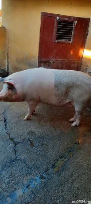Vând porc pentru sacrificare - imagine 2