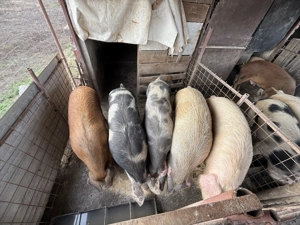 Porci de Vanzare - imagine 2