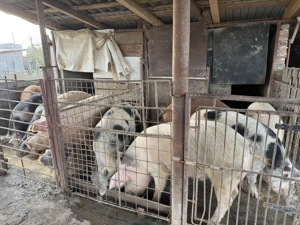 Porci de Vanzare - imagine 4