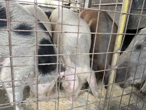 Porci de Vanzare - imagine 3