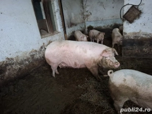Porc de 400 kg pt Crăciun 
