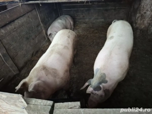 porci pt masa de Crăciun (130-160 kg)