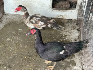 Ratoi muti - imagine 2