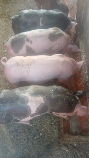 Vand 2 perechi de porci pietrean , peste 35 kg