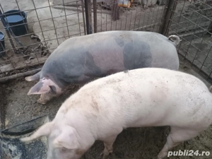 Vand porci - imagine 2