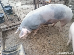 Vand porci - imagine 3