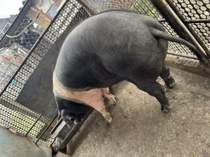 Pentru sacrificat! Bazna, greutate 180kg