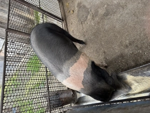 Pentru sacrificat! Bazna, greutate 180kg - imagine 4