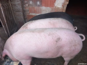 porc de vânzare la alegere 