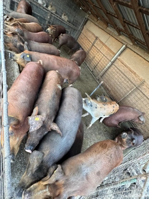 Vând porci 14 lei kg - imagine 2