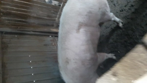 vând porci  - imagine 5