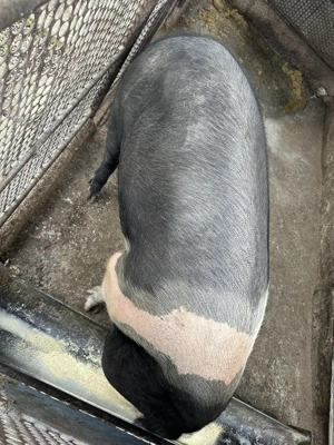 Pentru sacrificat! Bazna, greutate 180kg - imagine 3