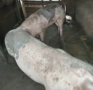 De arvunit pentru Crăciun 