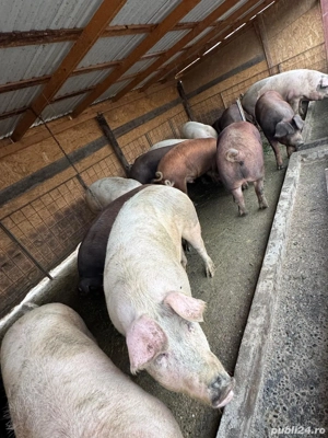 Vând porci 15 lei kg