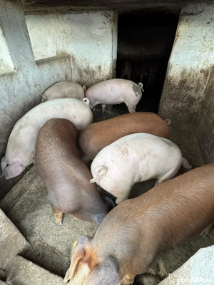 Vând porci 14 lei kg - imagine 3