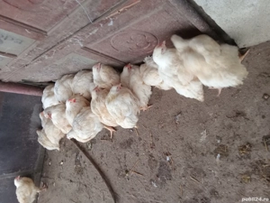 Puii de carne de vanzare