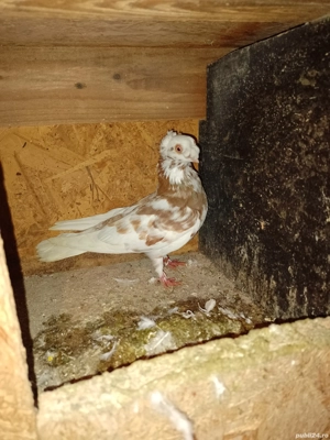 Vand jucatori bimotati sau schimb cu bibilici - imagine 2