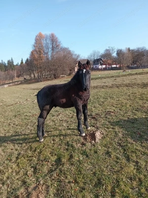 Armasar negru tintat