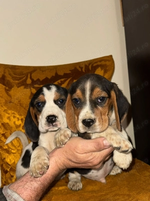 Pui beagle tricolor