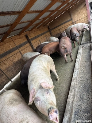 Vând porci 14 lei kg - imagine 4