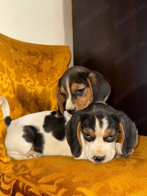 Pui beagle tricolor - imagine 2