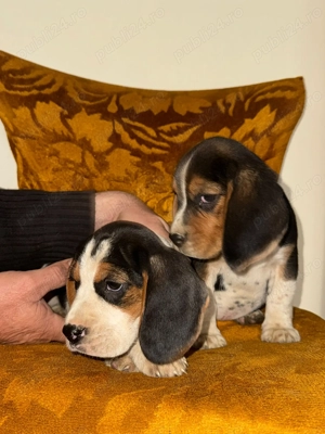 Pui beagle tricolor - imagine 3