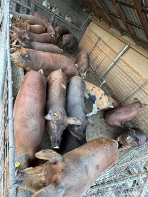 Vând porci 14 lei kg - imagine 5