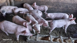 Purcei de vanzare - imagine 2