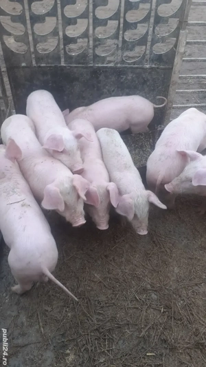 Purcei landras monta artificiala 8 săptămâni vaccinati