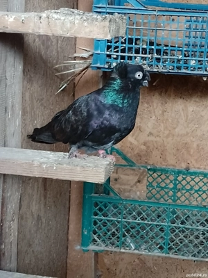 Vand jucatori bimotati sau schimb cu bibilici - imagine 3