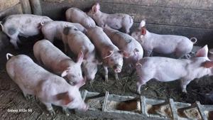 Purcei de vanzare - imagine 5