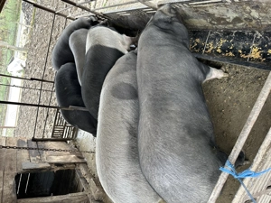 Pentru sacrificat. Bazna greutate 180-200 kg  - imagine 2