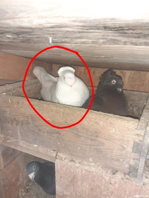 Vand jucatori bimotati sau schimb cu bibilici - imagine 4