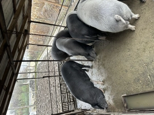 Pentru sacrificat. Bazna greutate 180-200 kg  - imagine 3