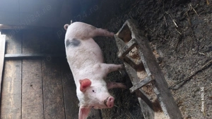 Purcei de vanzare - imagine 4