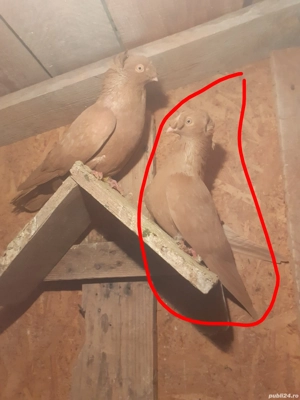 Vand jucatori bimotati sau schimb cu bibilici - imagine 5