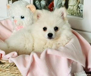 Cățeluși jucăuși Spitz - imagine 4