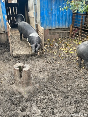 Porci de Vanzare - imagine 3