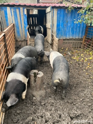 Porci de Vanzare - imagine 2